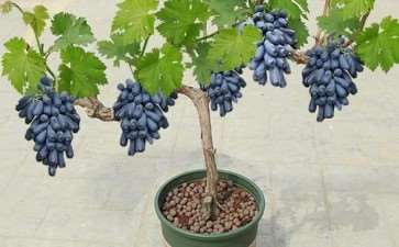 葡萄盆景千元一盆 吸引了众多游客目光