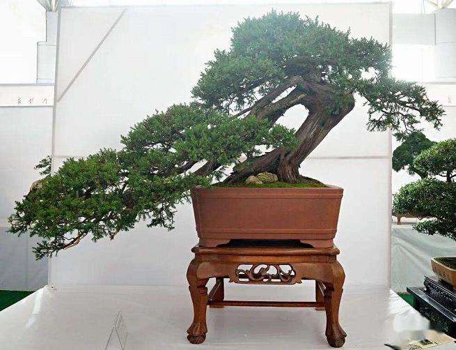 2006年 江西第二届盆景展