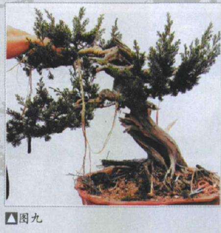 图解 樊顺利改作一棵台湾真柏盆景