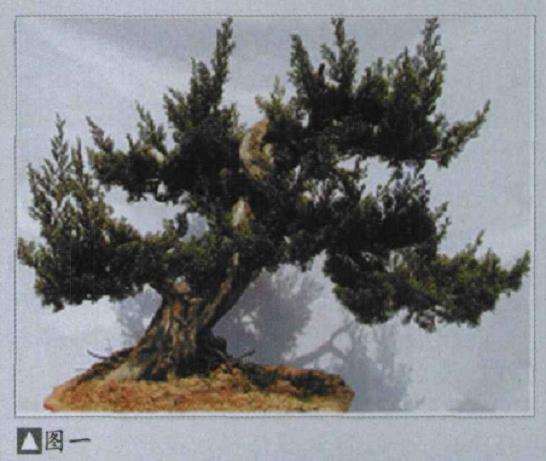 图解 樊顺利改作一棵台湾真柏盆景