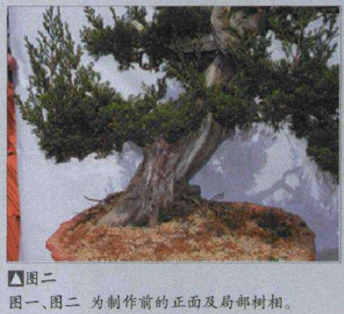 图解 樊顺利改作一棵台湾真柏盆景