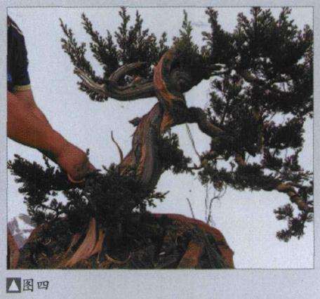 图解 樊顺利改作一棵台湾真柏盆景