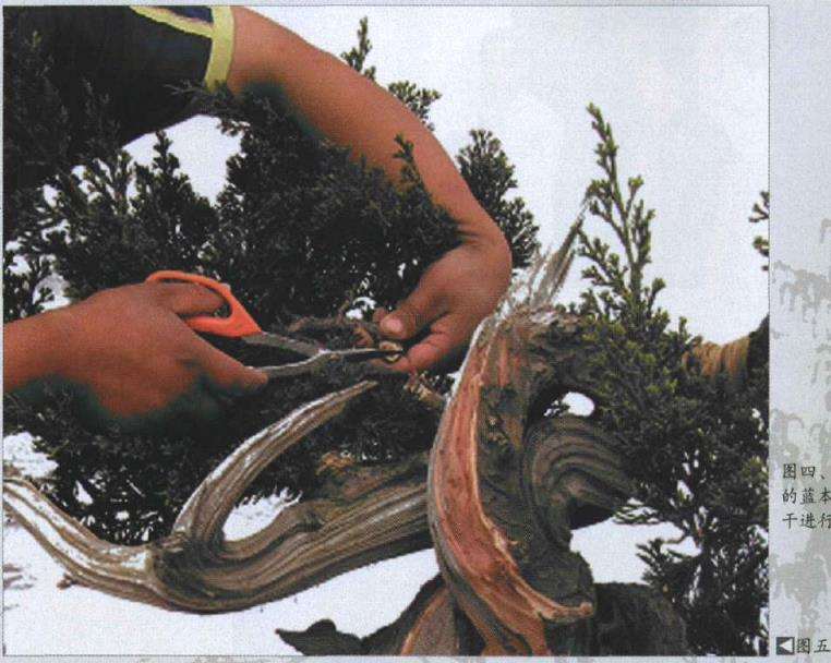 图解 樊顺利改作一棵台湾真柏盆景