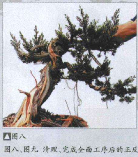 图解 樊顺利改作一棵台湾真柏盆景