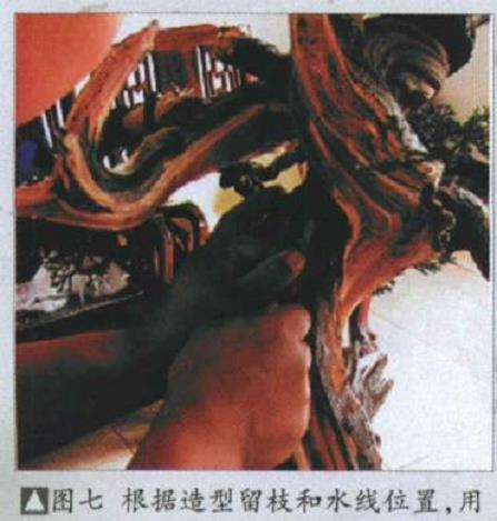 图解 樊顺利改作一棵台湾真柏盆景