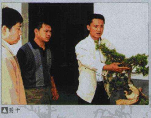 图解 樊顺利改作一棵台湾真柏盆景