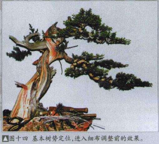 图解 樊顺利改作一棵台湾真柏盆景