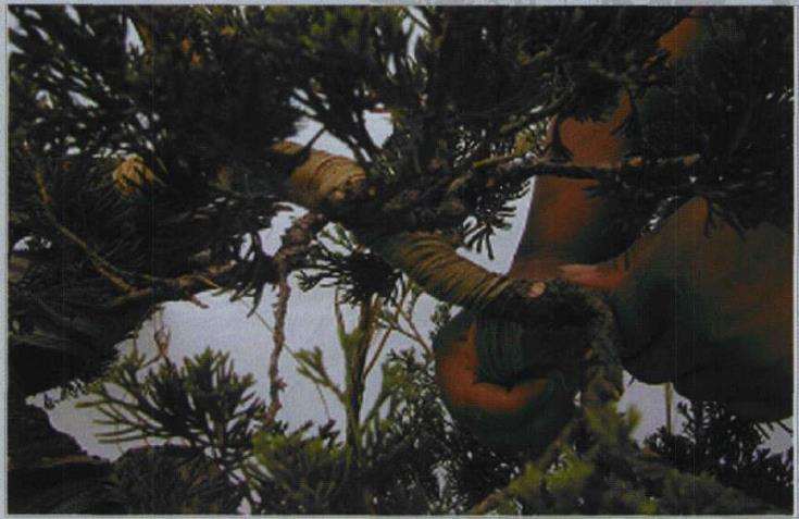 图解 樊顺利改作一棵台湾真柏盆景