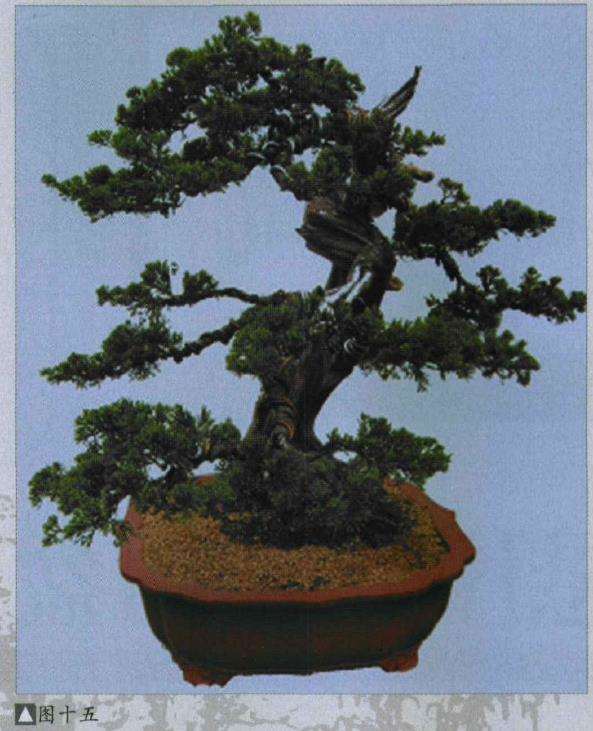 图解 樊顺利改作一棵台湾真柏盆景