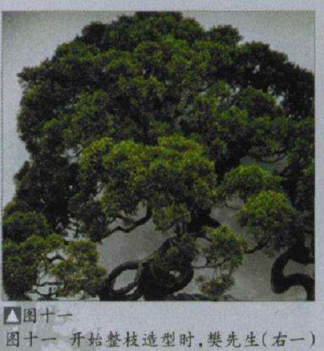 图解 樊顺利改作一棵台湾真柏盆景