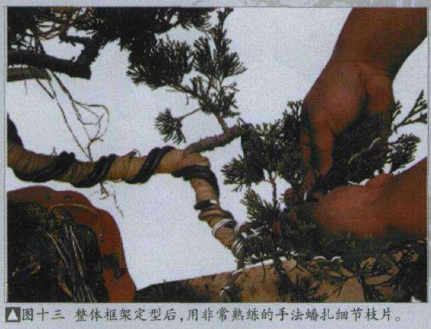 图解 樊顺利改作一棵台湾真柏盆景