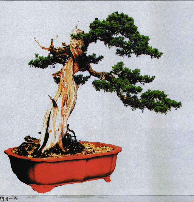 图解 樊顺利改作一棵台湾真柏盆景