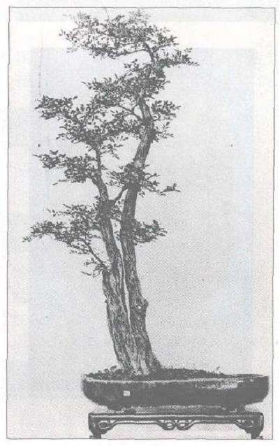 为什么中国盆景的发展应以岭南盆景为主