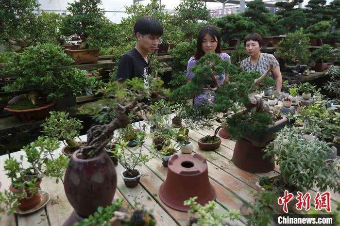 钟祥24名花木盆景骨干被省盆协吸收为会员