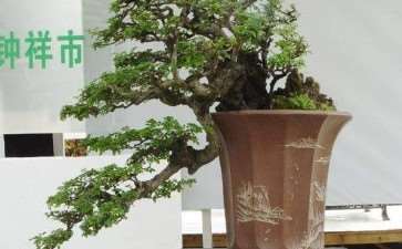 崛起的钟祥盆景 图片