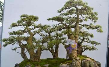 湖北省钟祥市举办第二届盆景研讨会