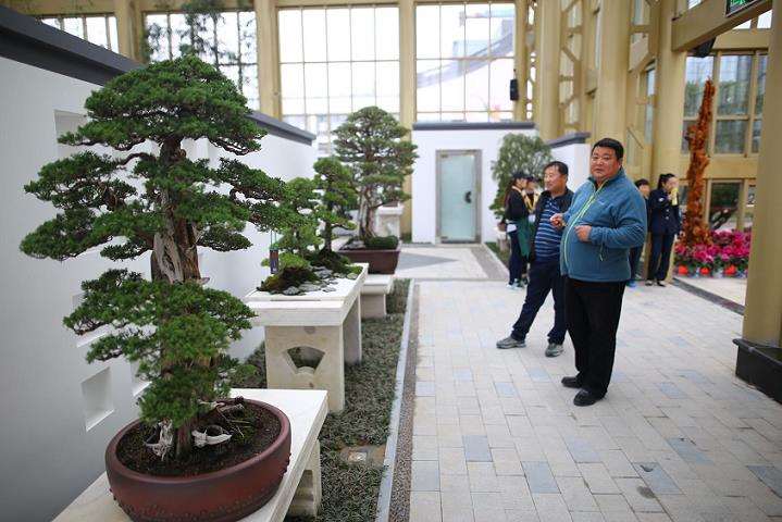 钟祥市第八届花木盆景件展 图片