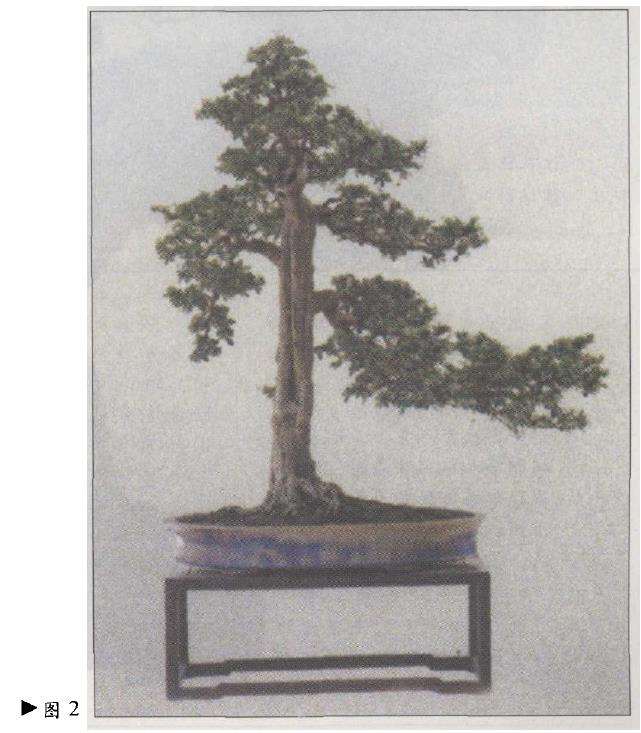 江锦荣的福建茶盆景《迎客》