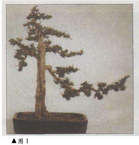 江锦荣的福建茶盆景《迎客》