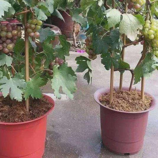 北京葡萄盆景上市