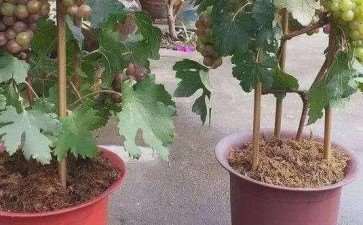 北京葡萄盆景上市