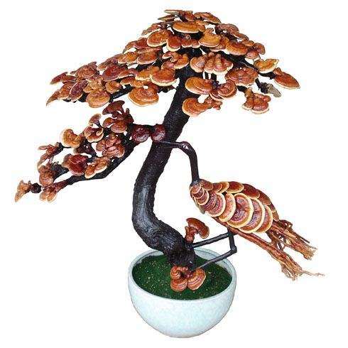 广州森禾美教你灵芝盆景的制作