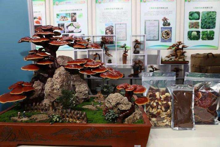 广州森禾美教你灵芝盆景的制作