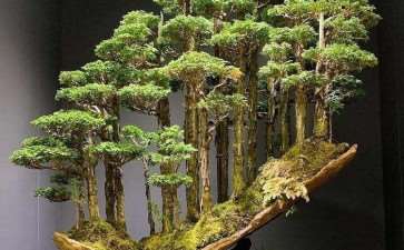 第二次评选广东省岭南盆景艺术大师方案