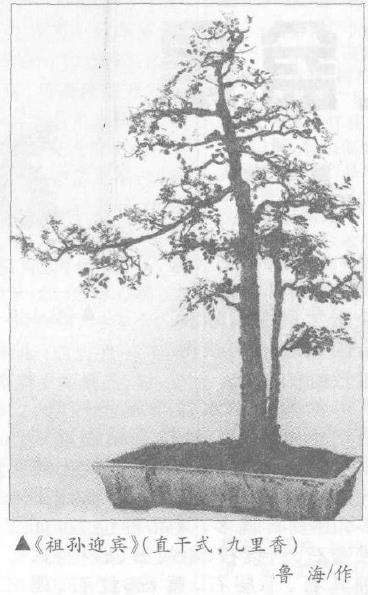 盆景怎么分类的6个标准 图片