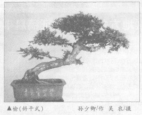 盆景怎么分类的6个标准 图片