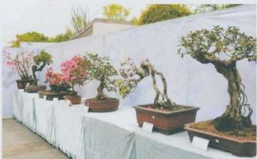 2021年4月遵义第三届杜鹃盆景展