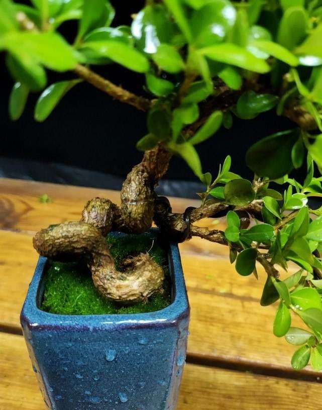 江苏张阳村 小盆景换来大效益