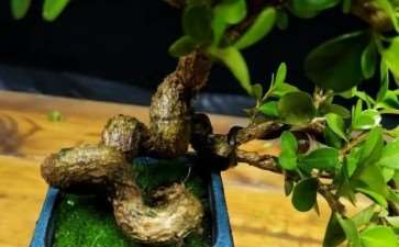 江苏张阳村 小盆景换来大效益