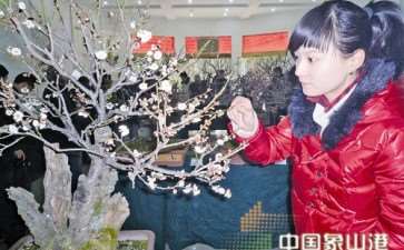梅桩盆景展在县文化馆大厅展出