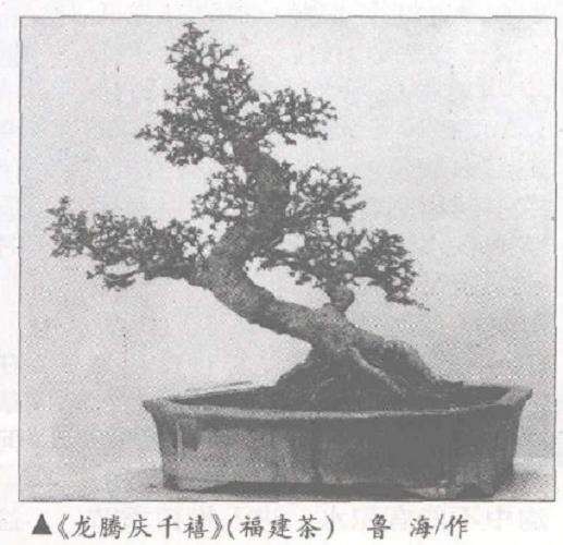 分享自己给盆景养护施肥的3个心得 图片