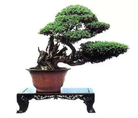 如何正确地评论盆景作品是否跟随时代