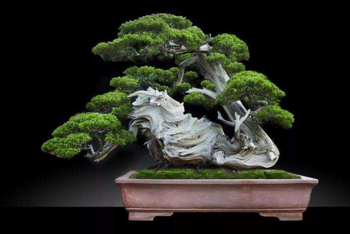 为什么传统的盆景注重的是作品艺术外观