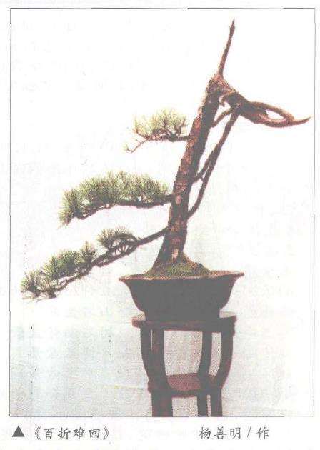 赏临水式黄山松盆景《龙腾盛世》图片