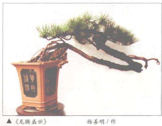 赏临水式黄山松盆景《龙腾盛世》图片