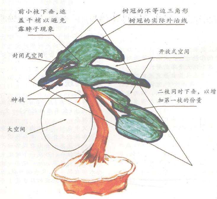 胡乐国对松韵阁五针松盆景的评析