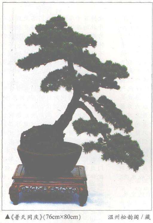 胡乐国对松韵阁五针松盆景的评析