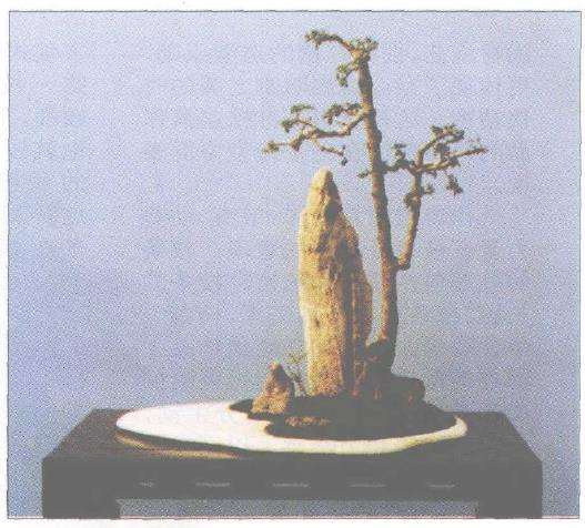 我友张夷君的2个盆景作品 图片