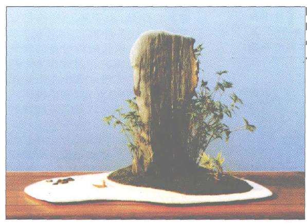 我友张夷君的2个盆景作品 图片