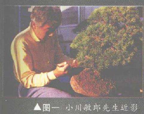 图解 五针松盆景怎么构思制作的13个步骤