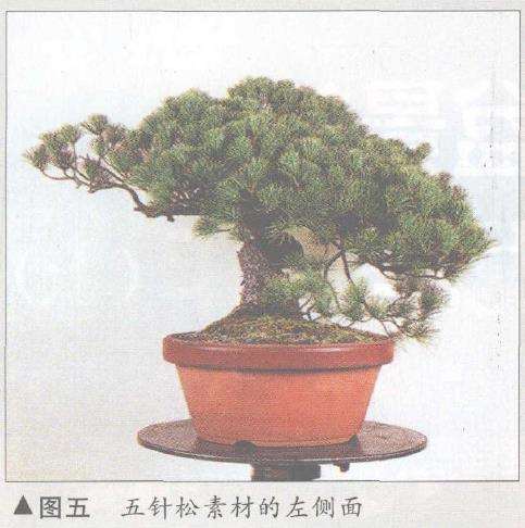 图解 五针松盆景怎么构思制作的13个步骤