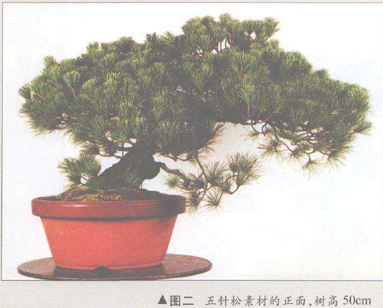 图解 五针松盆景怎么构思制作的13个步骤