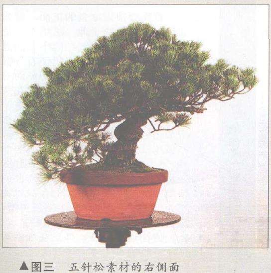 图解 五针松盆景怎么构思制作的13个步骤