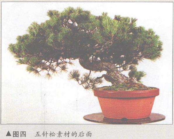 图解 五针松盆景怎么构思制作的13个步骤
