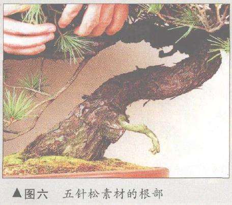 图解 五针松盆景怎么构思制作的13个步骤