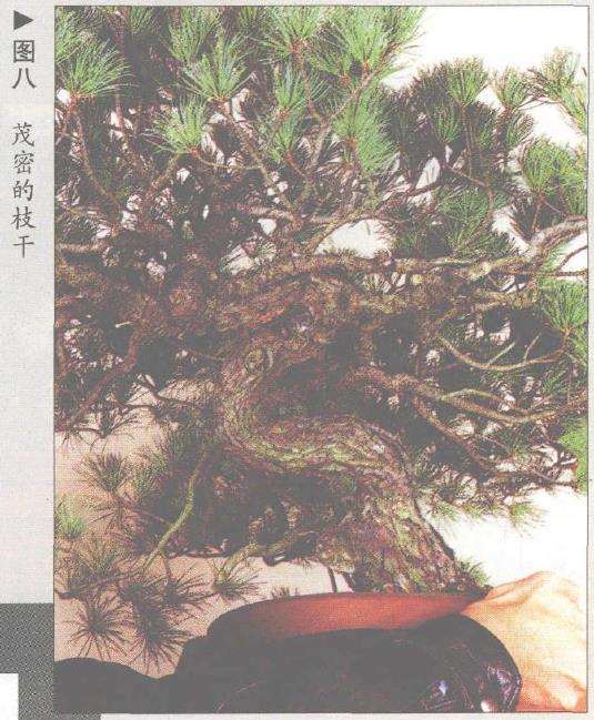 图解 五针松盆景怎么构思制作的13个步骤